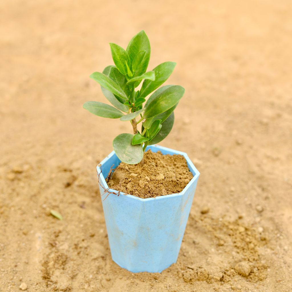 Ficus Green in 4 Inch Blue Marble Premium Diamanti Plastic Pot