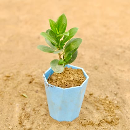 Buy Ficus Green in 4 Inch Blue Marble Premium Diamanti Plastic Pot Online | Urvann.com