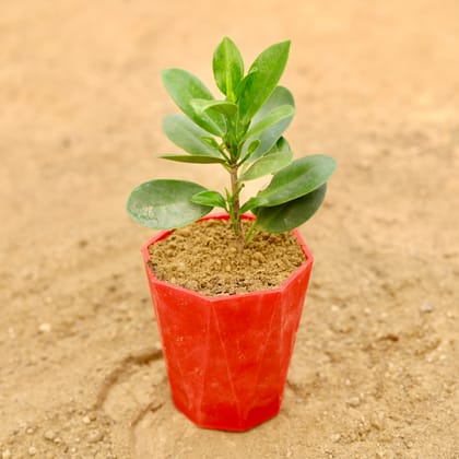 Buy Ficus Green in 4 Inch Red Premium Diamanti Plastic Pot Online | Urvann.com