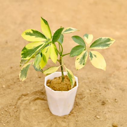 Buy Schefflera Variegated in 4 Inch White Premium Diamanti Plastic Pot Online | Urvann.com