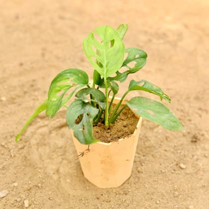 Buy Monstera Broken Heart in 4 Inch Beige Marble Premium Diamanti Plastic Pot Online | Urvann.com