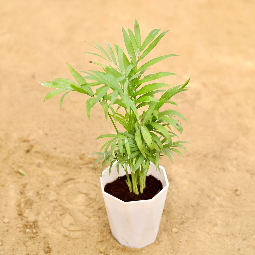 Chamaedorea Palm in 4 Inch White Premium Diamanti Plastic Pot