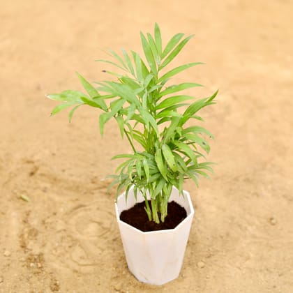 Buy Chamaedorea Palm in 4 Inch White Premium Diamanti Plastic Pot Online | Urvann.com