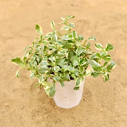 Buy Alternanthera White in 4 Inch White Premium Diamanti Plastic Pot Online | Urvann.com