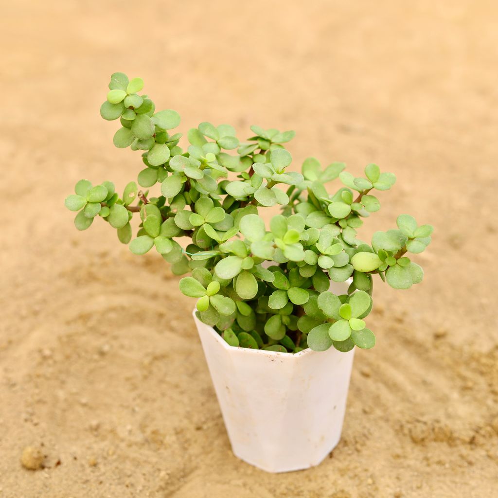 Jade in 4 Inch White Premium Diamanti Plastic Pot