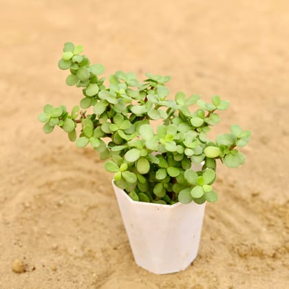 Buy Jade in 4 Inch White Premium Diamanti Plastic Pot Online | Urvann.com