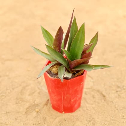 Buy Rhoeo / Durangi in 4 Inch Red Premium Diamanti Plastic Pot Online | Urvann.com