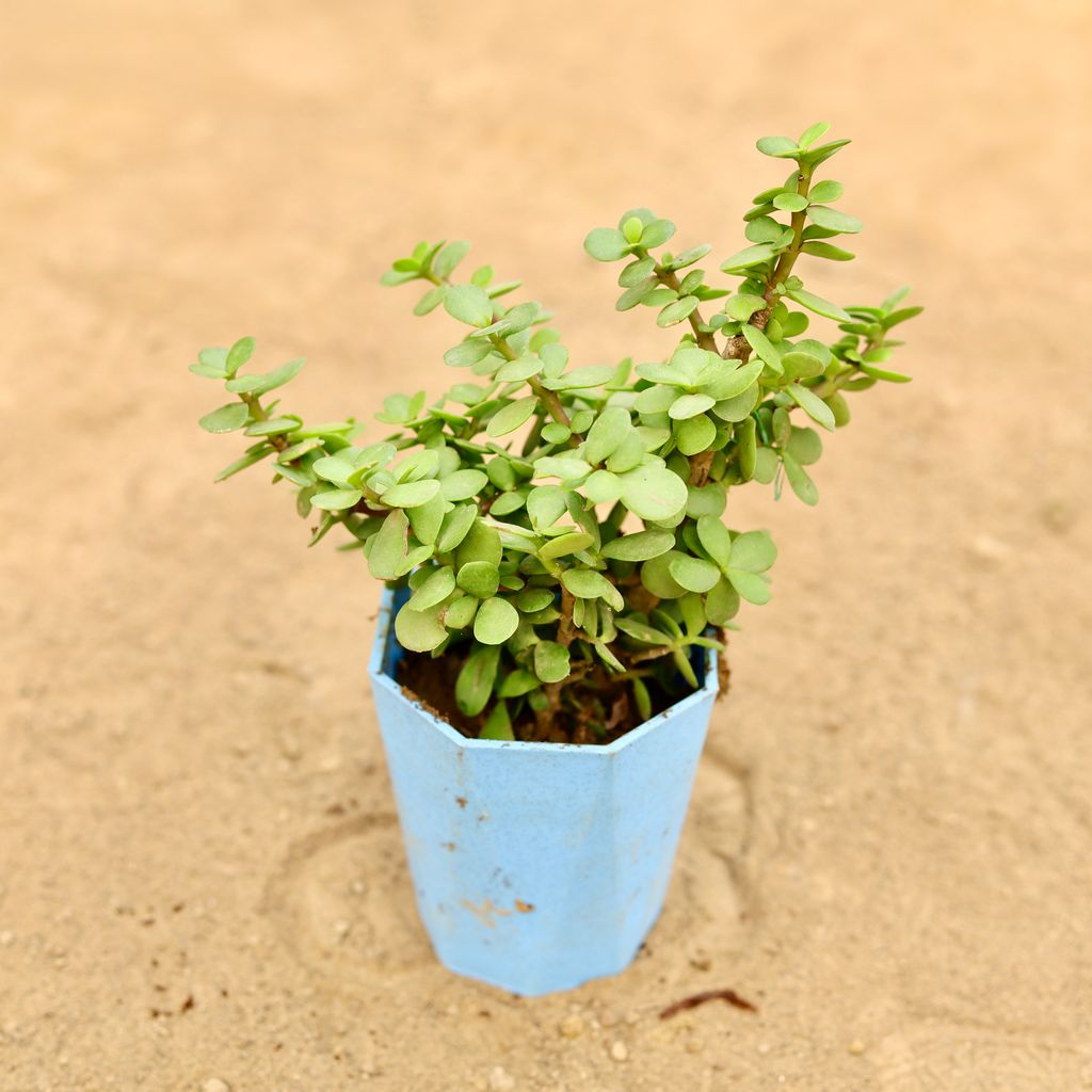 Jade in 4 Inch Blue Marble Premium Diamanti Plastic Pot