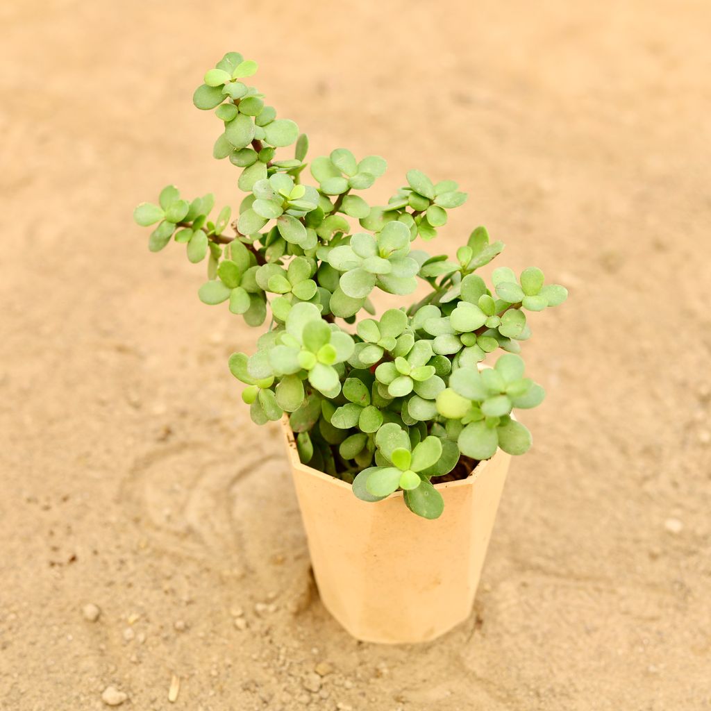 Jade in 4 Inch Beige Marble Premium Diamanti Plastic Pot