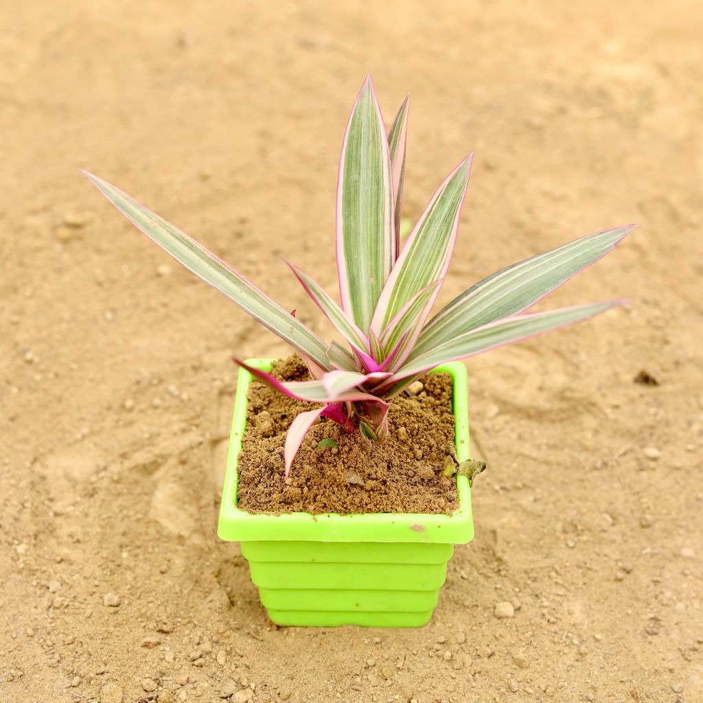 Rhoeo / Durangi Pink in 4 Inch Green Premium Orchid Square Plastic Pot