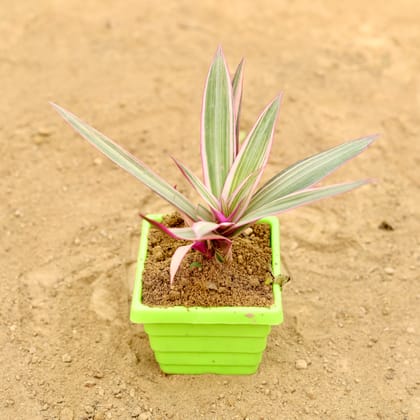 Buy Rhoeo / Durangi Pink in 4 Inch Green Premium Orchid Square Plastic Pot Online | Urvann.com