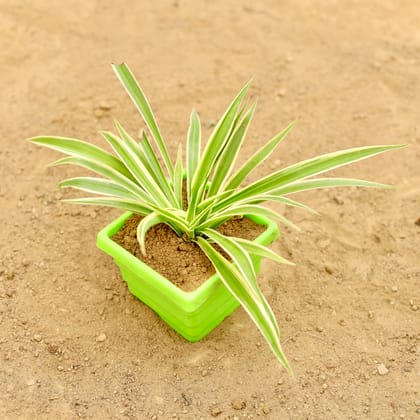 Buy Spider in 4 Inch Green Premium Orchid Square Plastic Pot Online | Urvann.com