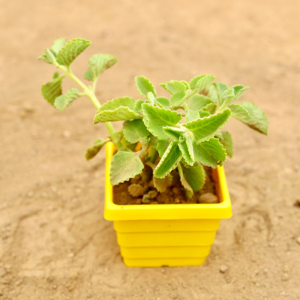 Ajwain in 4 Inch Yellow Premium Orchid Square Plastic Pot