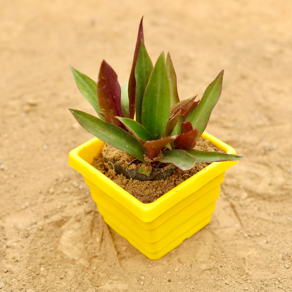 Rhoeo / Durangi in 4 Inch Yellow Premium Orchid Square Plastic Pot