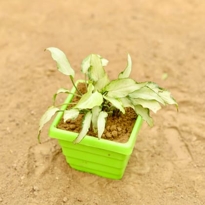 Buy Syngonium White in 4 Inch Green Premium Orchid Square Plastic Pot Online | Urvann.com