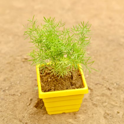 Buy Aspara Grass  in 4 Inch Yellow Premium Orchid Square Plastic Pot Online | Urvann.com