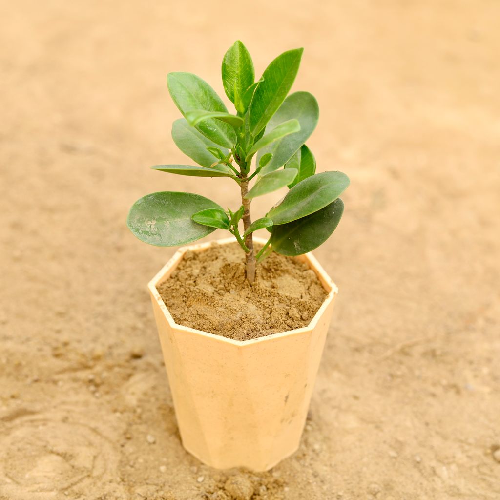 Ficus Green in 4 Inch Beige Marble Premium Diamanti Plastic Pot