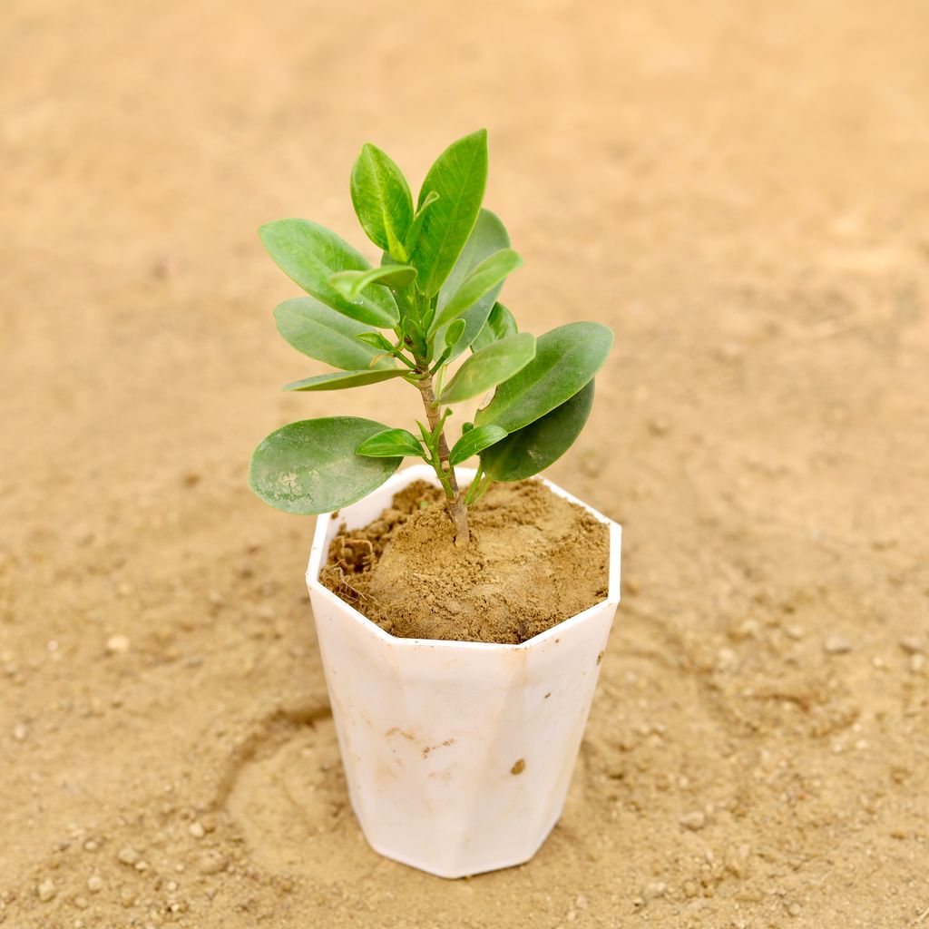 Ficus Green in 4 Inch White Premium Diamanti Plastic Pot