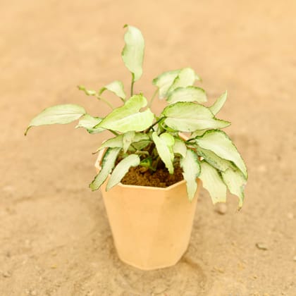 Buy Syngonium White in 4 Inch Beige Marble Premium Diamanti Plastic Pot Online | Urvann.com