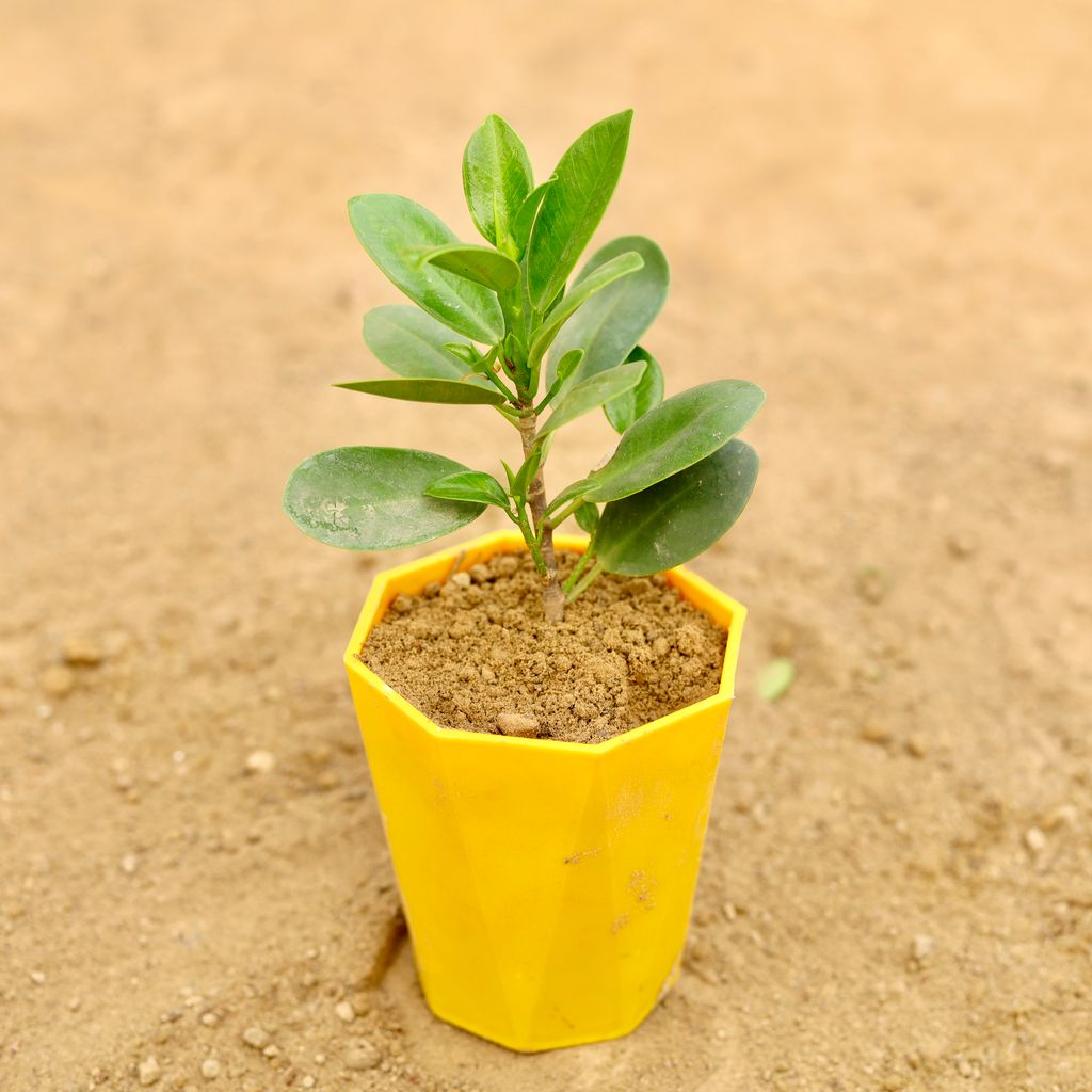 Ficus Green in 4 Inch Yellow Premium Diamanti Plastic Pot