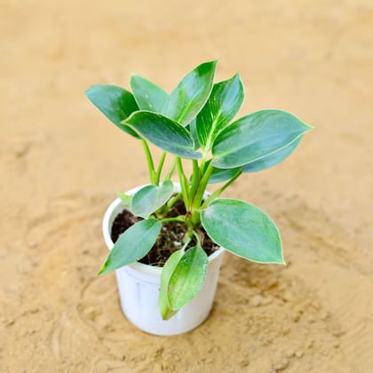 Buy Philodendron Birkin in 4 Inch Nursery Pot Online | Urvann.com