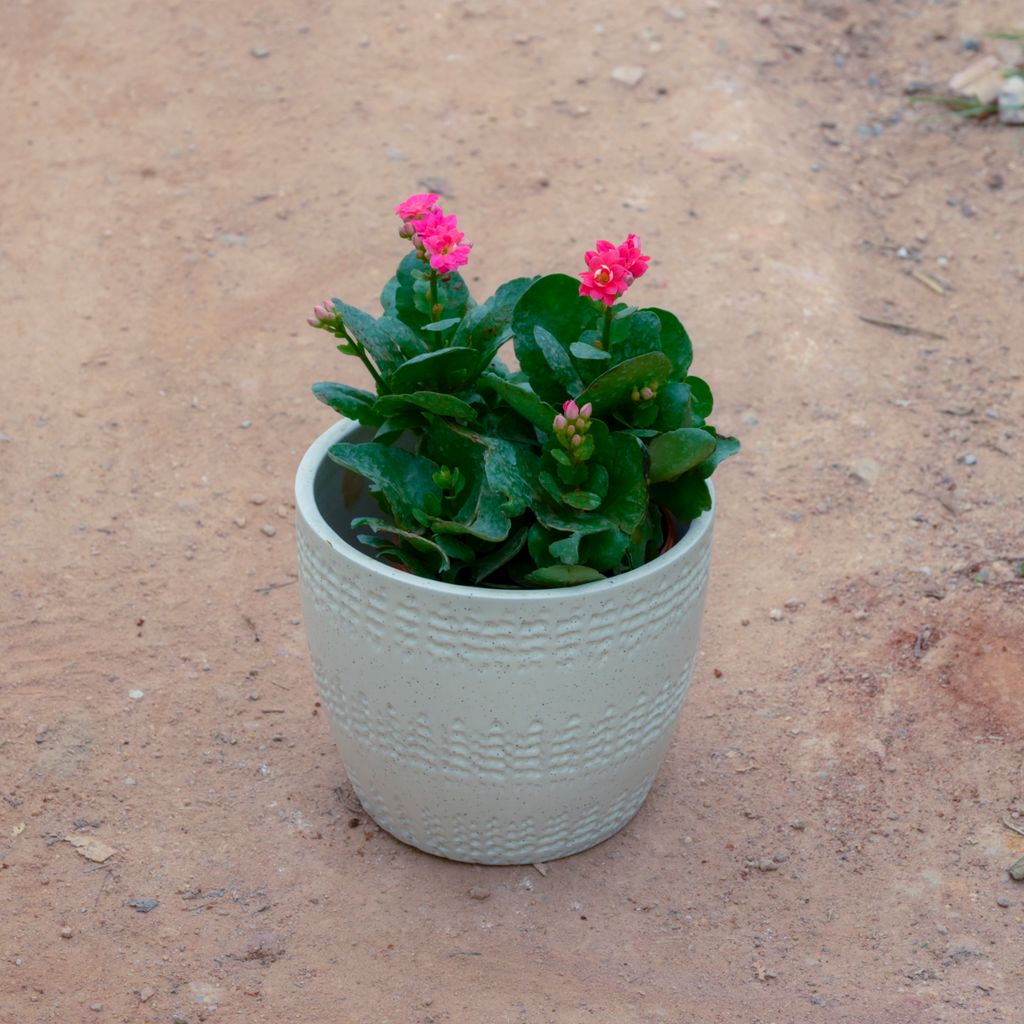 Kalanchoe Succulent (Any Colour) in 6 Inch White Cup Designer Ceramic Pot (Any Design)