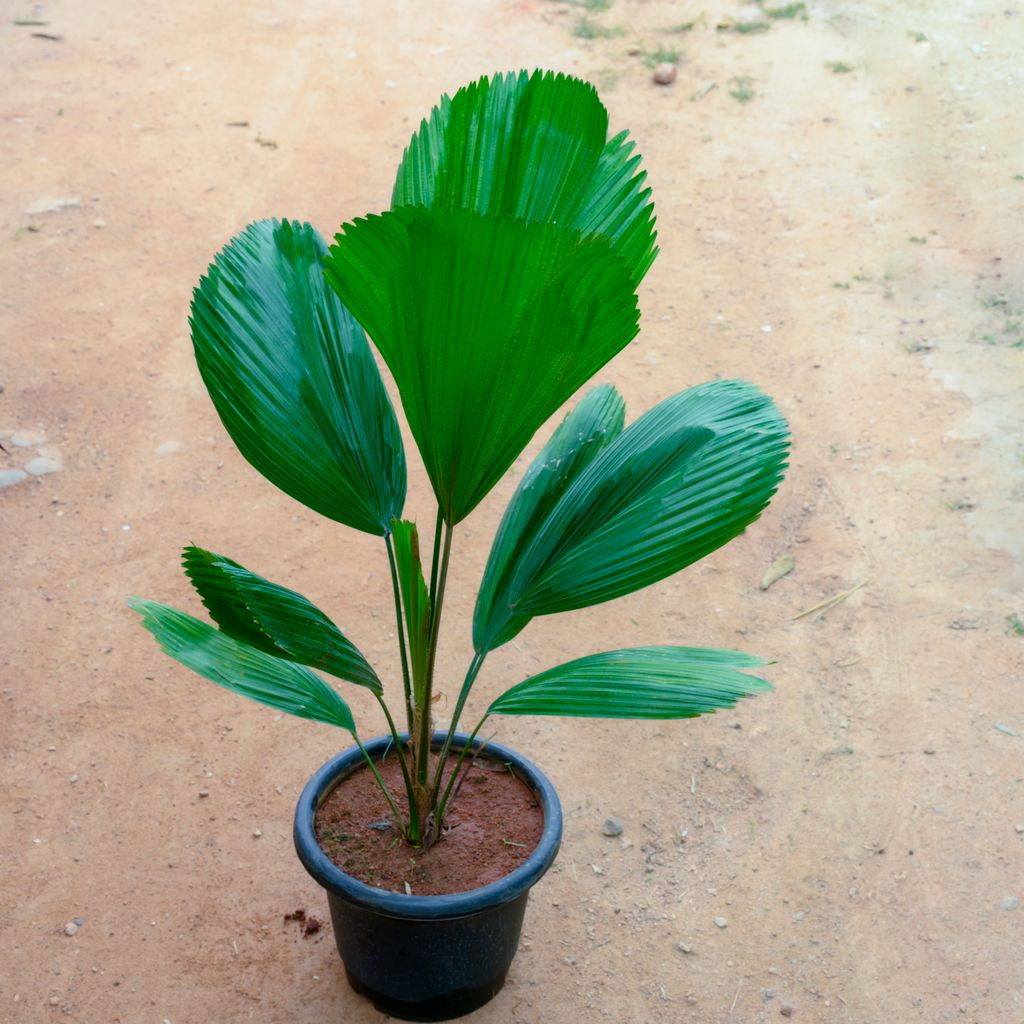 China / Fan Palm in 10 Inch Nursery Pot