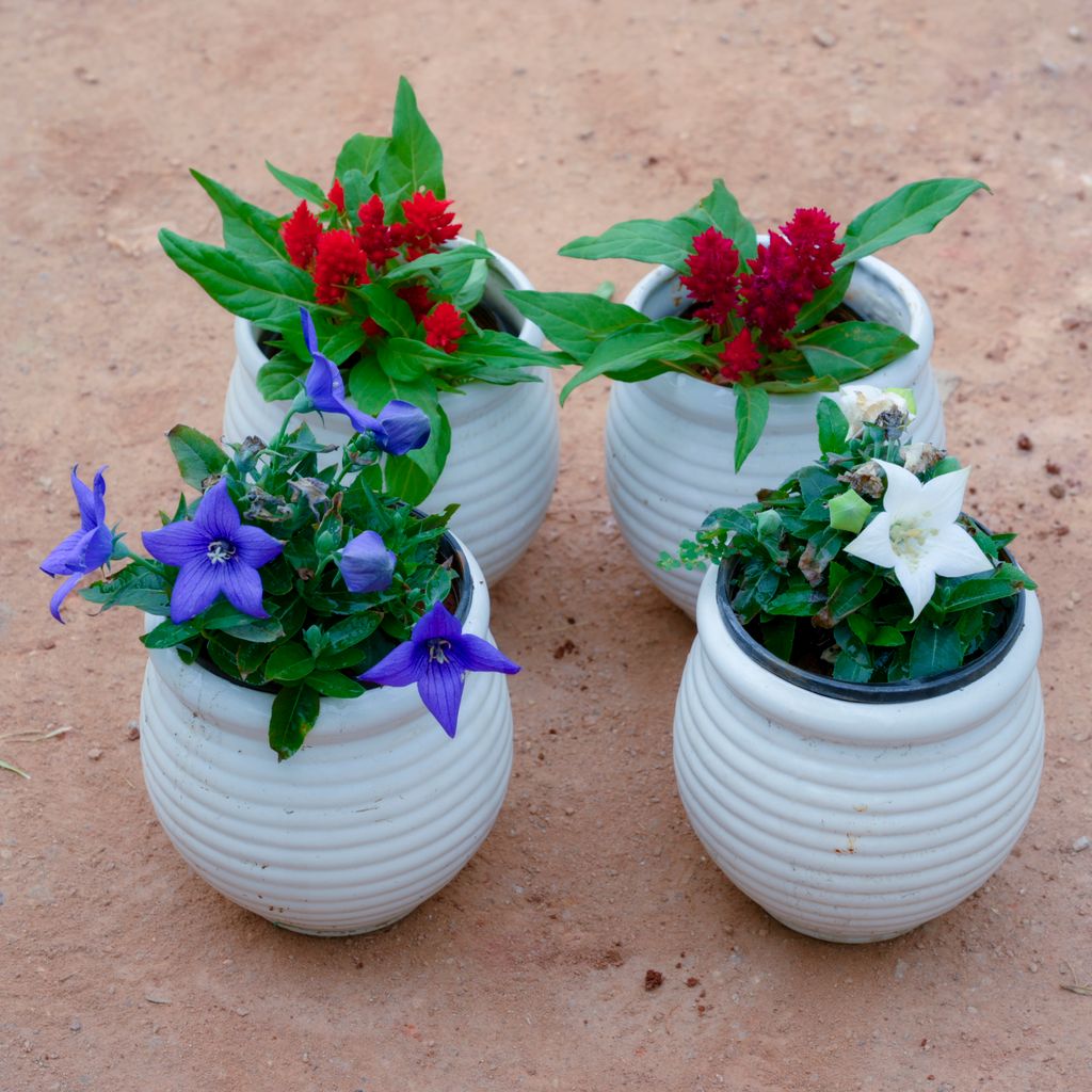 Set Of 4 - Celosia & Platycodon Grandiflorus ( 2 Each) (Any Colour) in 4 Inch White Handi Vase Designer Ceramic Pot (Any Design)