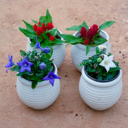 Buy Set Of 4 - Celosia & Platycodon Grandiflorus ( 2 Each) (Any Colour) in 4 Inch White Handi Vase Designer Ceramic Pot (Any Design) Online | Urvann.com