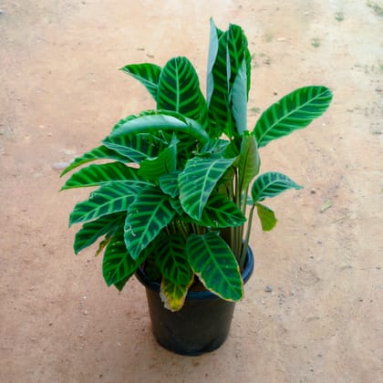 Buy Calathea Maranta / Zebrina in 14 Inch Nursery Pot Online | Urvann.com