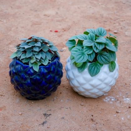 Buy Set Of 2 - Peperomia Argyreia in 4 Inch Diamond Bowl Ceramic Pot (Any Colour) Online | Urvann.com