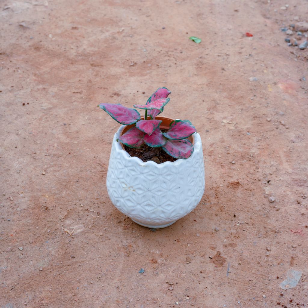 Aglaonema Pink in 5 Inch White Flower Designer Ceramic Pot (Any Design)