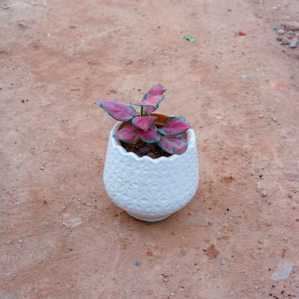 Buy Aglaonema Pink in 5 Inch White Flower Designer Ceramic Pot (Any Design) Online | Urvann.com