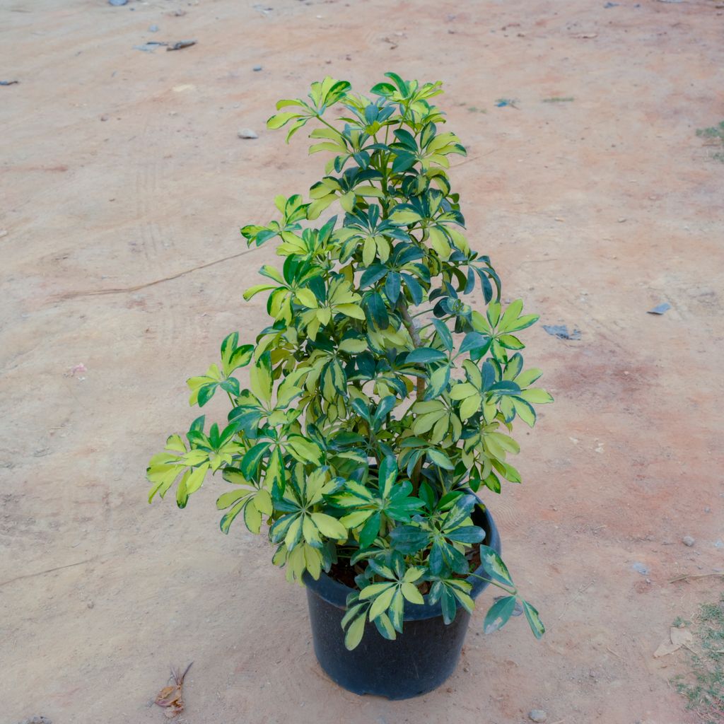 Schefflera Variegated in 14 Inch Nursery Pot