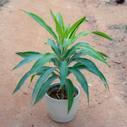 Buy Dracaena Green in 6 Inch Cup Designer Ceramic Pot (Any Design) (Any Colour) Online | Urvann.com