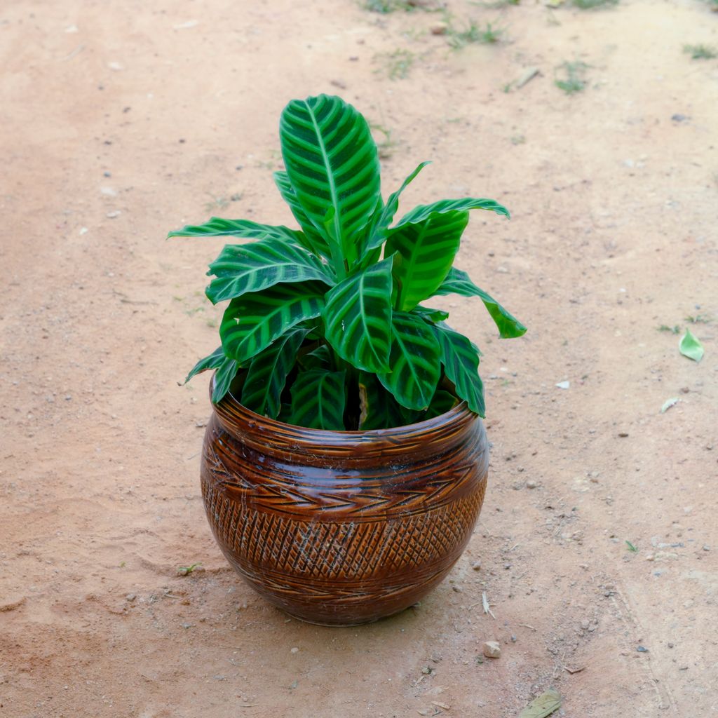 Calathea Maranta / Zebrina in 10 Inch Brown Handi Designer Ceramic Pot (Any Design)