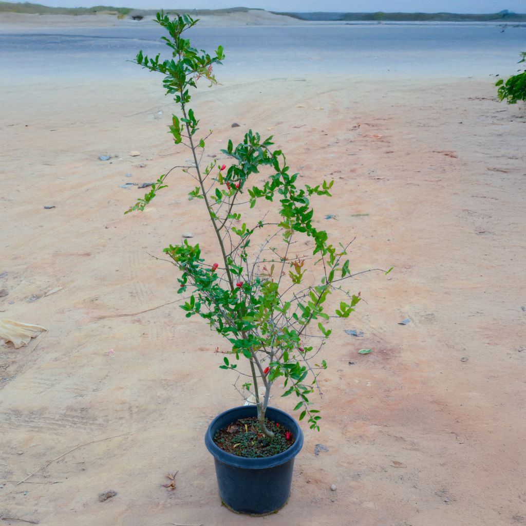 Anar / Pomegranate in 14 Inch Nursery Pot