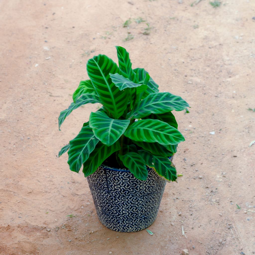 Calathea Maranta / Zebrina in 8 Inch Blue Balti Designer Ceramic Pot (Any Design)