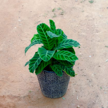 Buy Calathea Maranta / Zebrina in 8 Inch Blue Balti Designer Ceramic Pot (Any Design) Online | Urvann.com