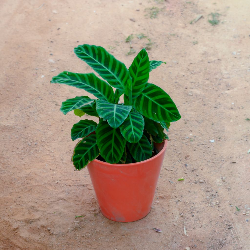 Calathea Maranta / Zebrina in 10 Inch Orange Balti Designer Ceramic Pot