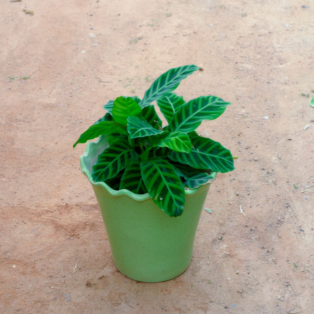 Calathea Maranta / Zebrina in 8 Inch Green Flower Designer Ceramic Pot