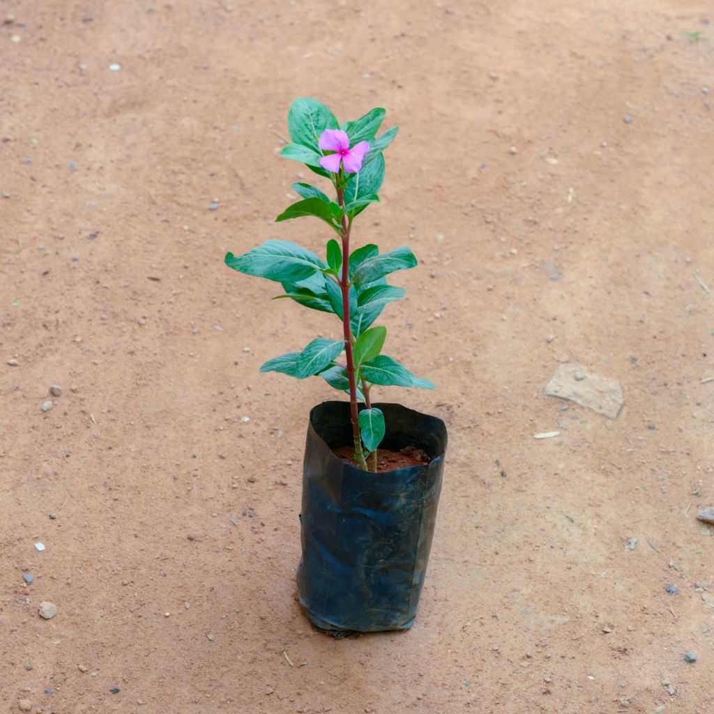 Periwinkle / Sadabahar / Vinca (Any Colour) in 5 Inch Nursery bag