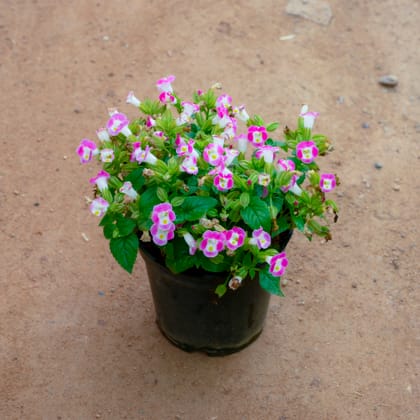 Buy Torenia / Wishbone (Any Colour) in 5 Inch Nursery Pot Online | Urvann.com