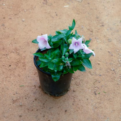 Buy Cosmos (Any Colour) in 5 Inch Nursery Pot Online | Urvann.com