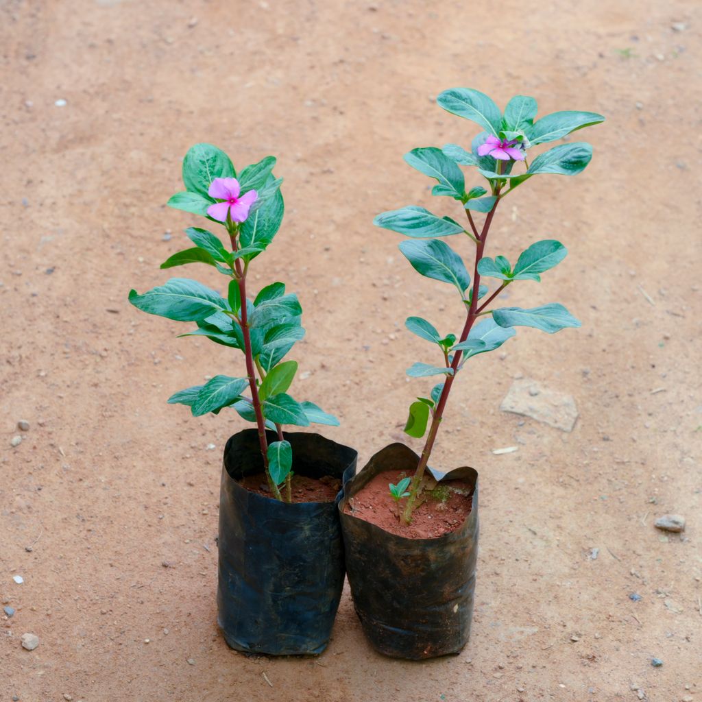 Set Of 2 - Periwinkle / Sadabahar / Vinca (Any Colour) in 4 Inch Nursery bag