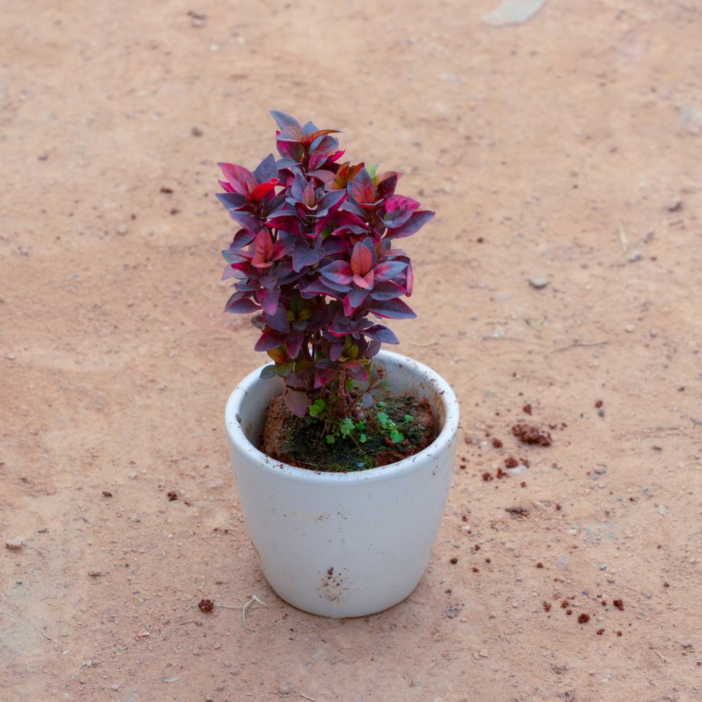 Alternanthera Red in 3 Inch White Cup Ceramic Pot