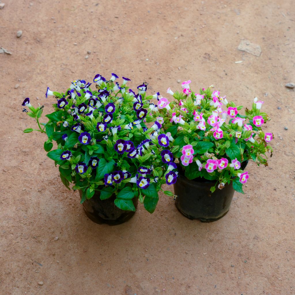 Set Of 2 - Torenia / Wishbone (Any Colour) in 5 Inch Nursery Pot