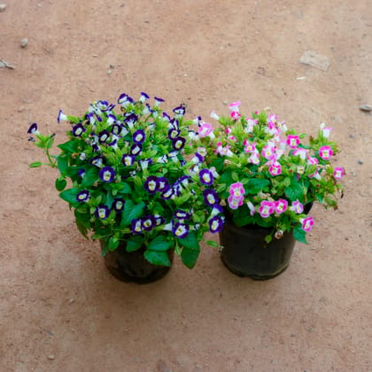 Buy Set Of 2 - Torenia / Wishbone (Any Colour) in 5 Inch Nursery Pot Online | Urvann.com