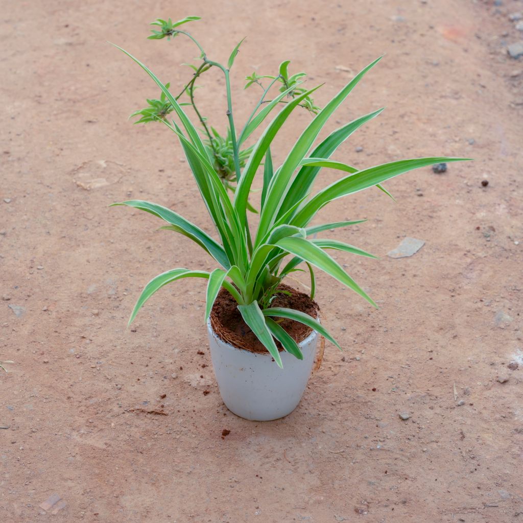 Spider in 3 Inch White Cup Ceramic Pot