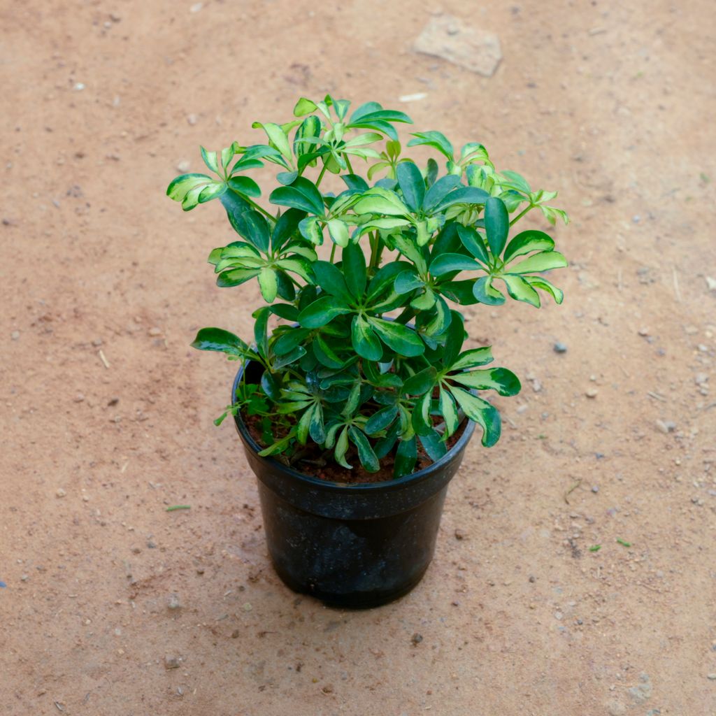 Schefflera Green Dwarf in 4 Inch Nursery Pot